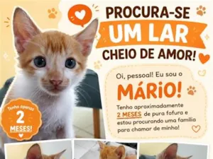 Gato raça SRD-ViraLata idade 2 a 6 meses nome Mário 