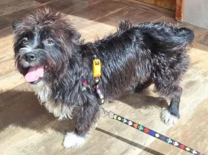 Cachorro raça Lhasa Apso idade 1 ano nome Loki