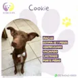 Cookie