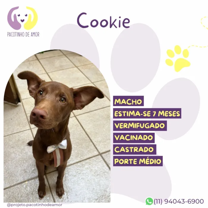 Cachorro raça SRD-ViraLata idade 7 a 11 meses nome Cookie