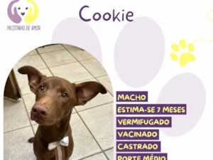 Cachorro raça SRD-ViraLata idade 7 a 11 meses nome Cookie