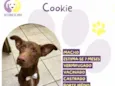 Cookie