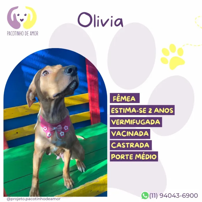 Cachorro raça SRD-ViraLata idade 2 anos nome Olivia