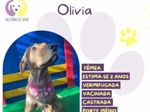 Cachorro raça SRD-ViraLata idade 2 anos nome Olivia
