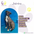 Julinho