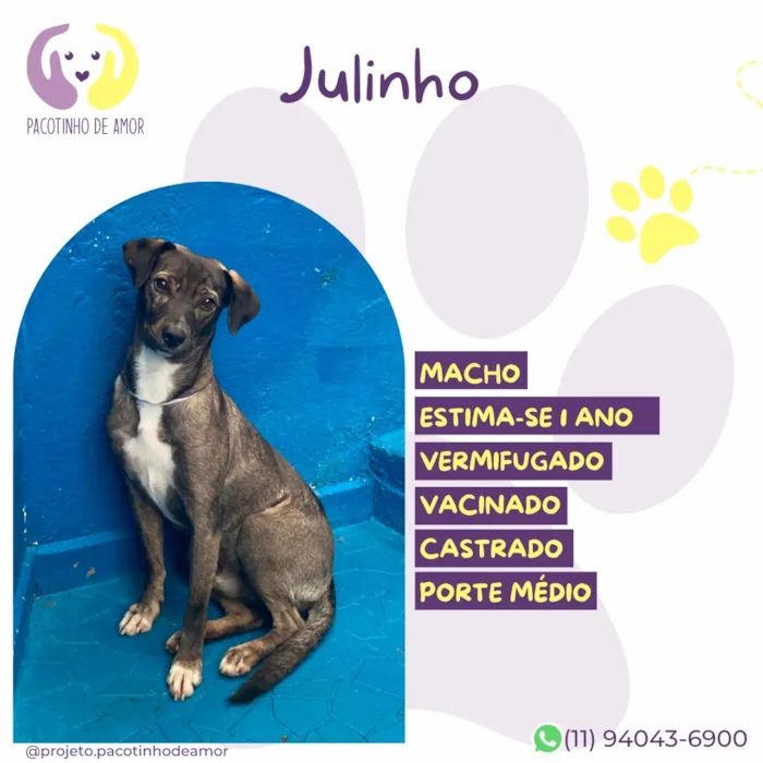 Cachorro raça SRD-ViraLata idade 1 ano nome Julinho