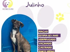 Cachorro raça SRD-ViraLata idade 1 ano nome Julinho