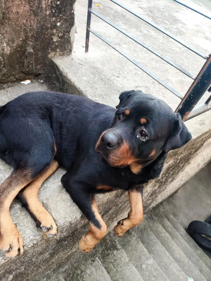 Cachorro raça Rottweiler idade 5 anos nome Zeus