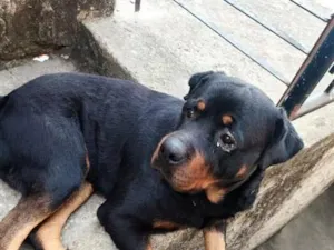 Cachorro raça Rottweiler idade 5 anos nome Zeus