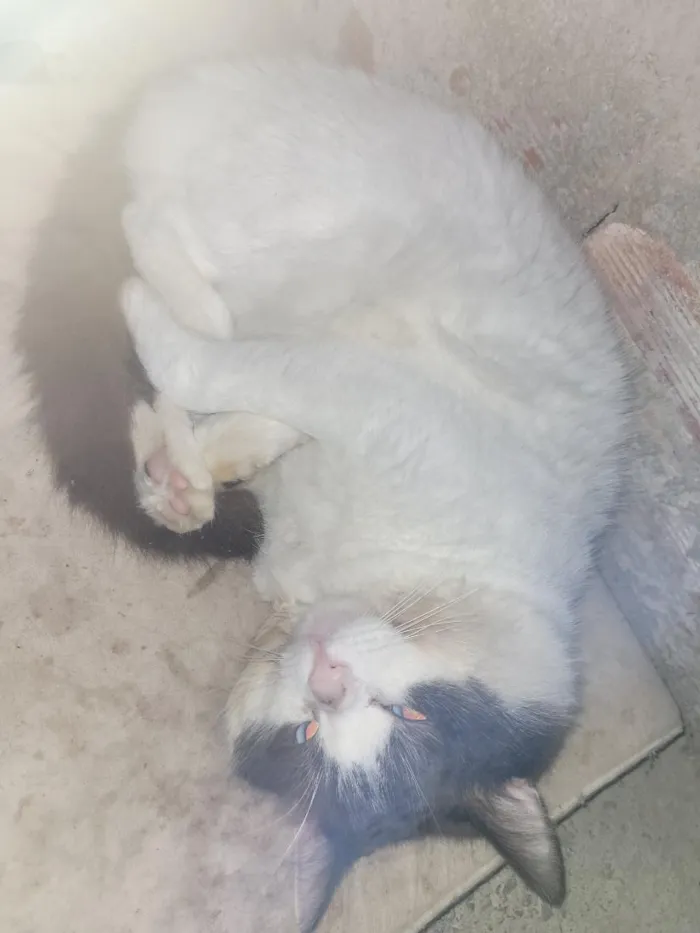 Gato raça Siamês idade 1 ano nome Zeus