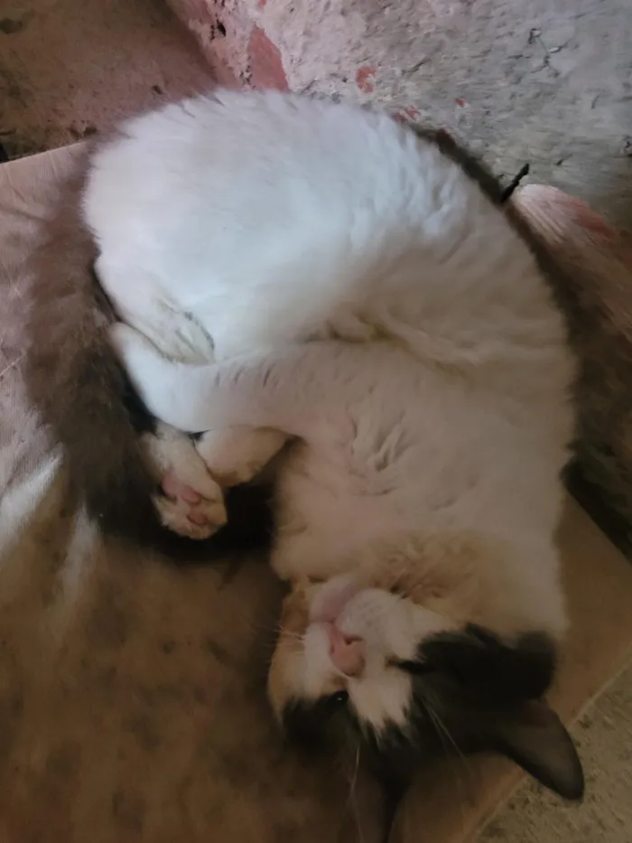 Gato raça Siamês idade 1 ano nome Zeus