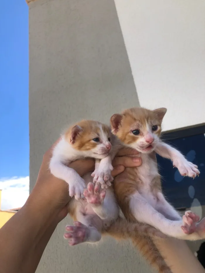 Gato raça SRD-ViraLata idade Abaixo de 2 meses nome Pretinha/Estrela
