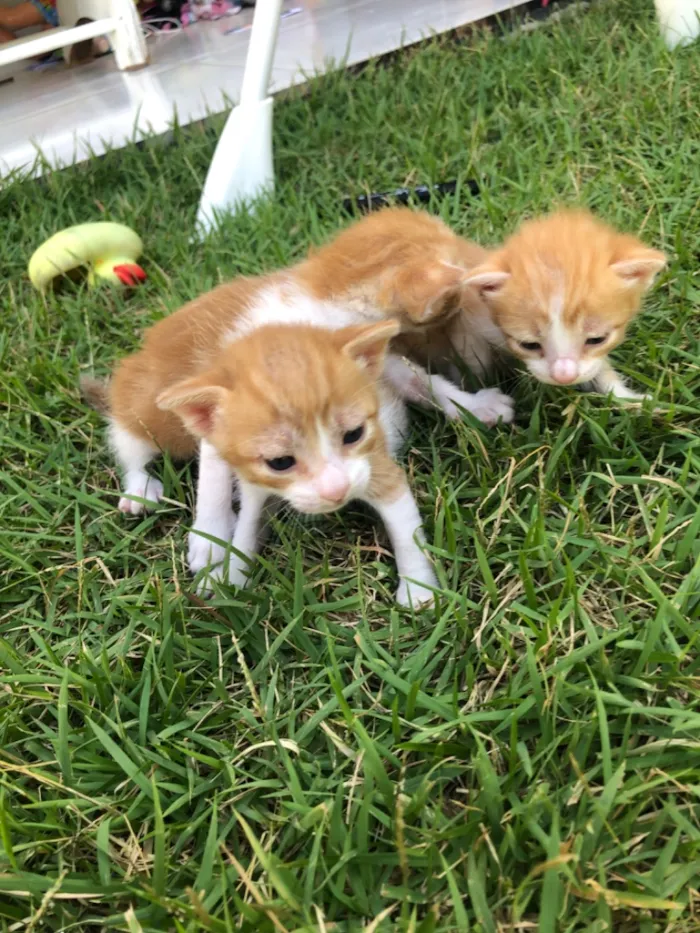 Gato raça SRD-ViraLata idade Abaixo de 2 meses nome Pretinha/Estrela