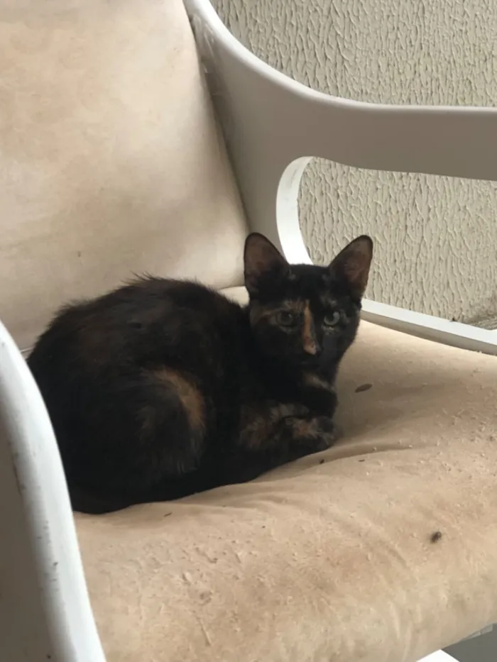 Gato raça SRD-ViraLata idade Abaixo de 2 meses nome Pretinha/Estrela