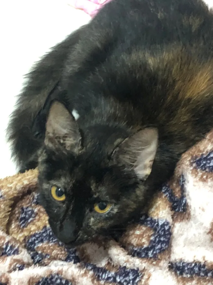 Gato raça SRD-ViraLata idade Abaixo de 2 meses nome Pretinha/Estrela