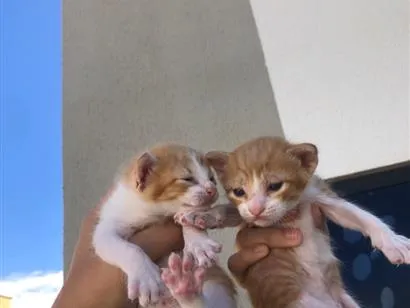 Gato raça SRD-ViraLata idade Abaixo de 2 meses nome Pretinha/Estrela