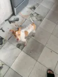 Bob