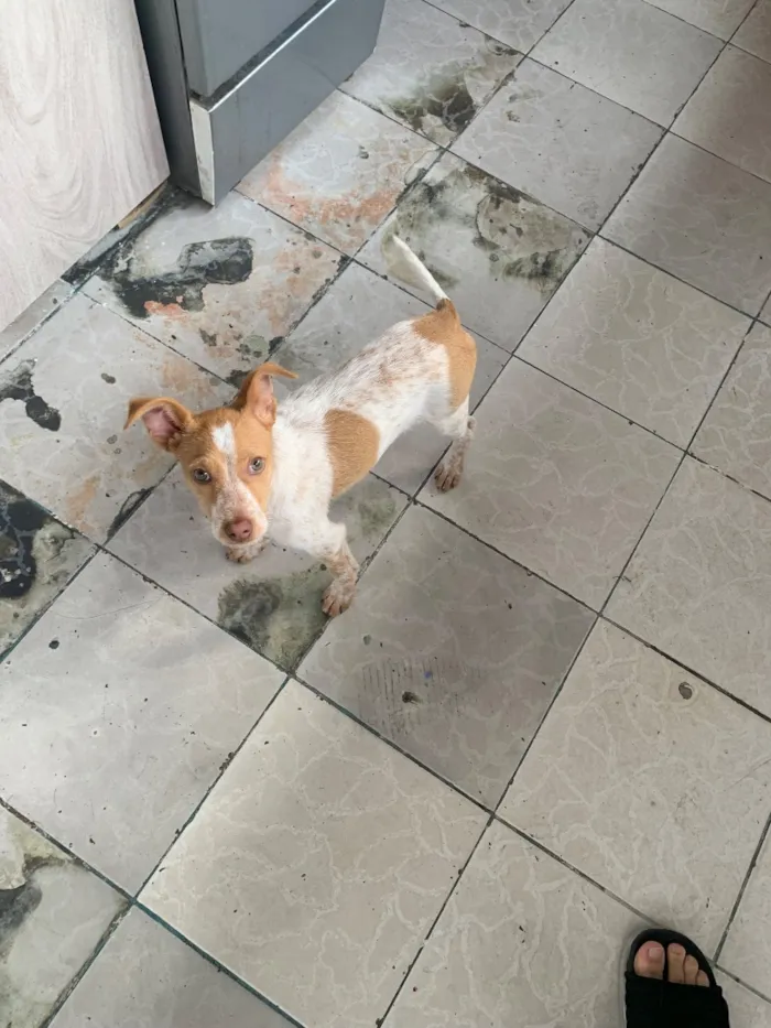 Cachorro raça SRD-ViraLata idade 2 a 6 meses nome Bob