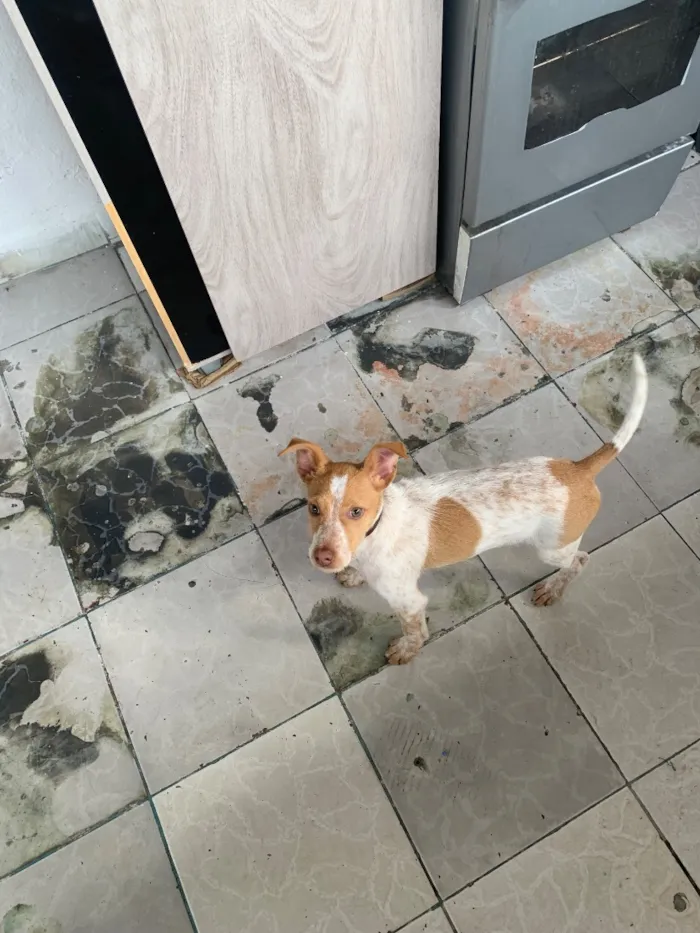 Cachorro raça SRD-ViraLata idade 2 a 6 meses nome Bob