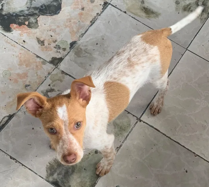 Cachorro raça SRD-ViraLata idade 2 a 6 meses nome Bob