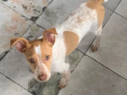 Cachorro raça SRD-ViraLata idade 2 a 6 meses nome Bob
