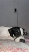 Lola