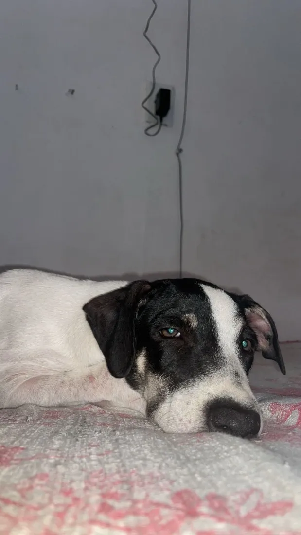 Cachorro raça SRD-ViraLata idade 2 a 6 meses nome Lola