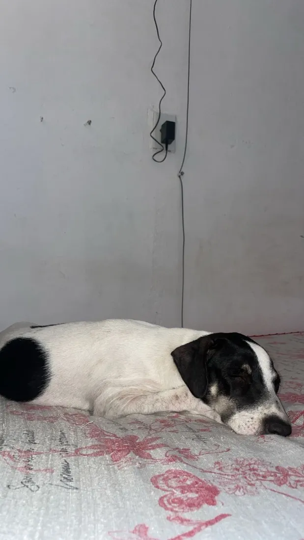 Cachorro raça SRD-ViraLata idade 2 a 6 meses nome Lola