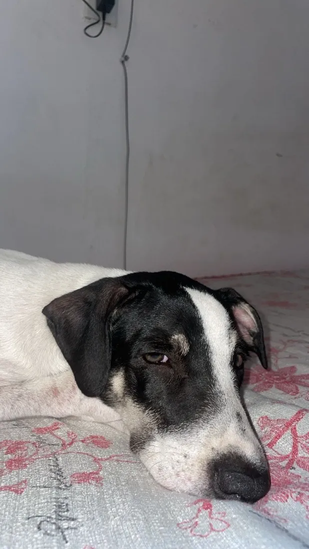 Cachorro raça SRD-ViraLata idade 2 a 6 meses nome Lola