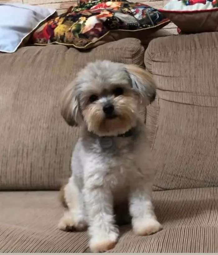 Cachorro raça Raça não identificada  idade 6 ou mais anos nome Pipoca 