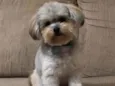 Pipoca 