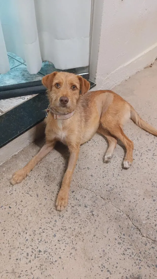 Cachorro raça SRD-ViraLata idade 1 ano nome Princesa