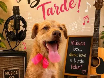 Cachorro raça SRD-ViraLata idade 1 ano nome Princesa