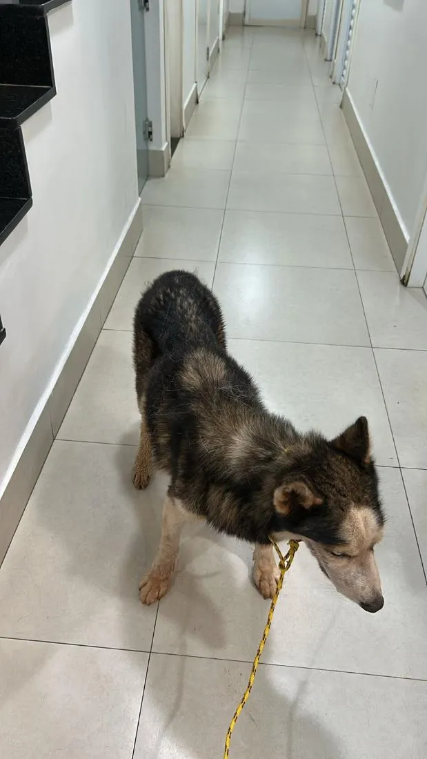 Cachorro raça Pastor Alemão idade 4 anos nome Lobão