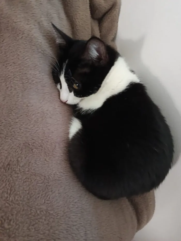 Gato raça SRD-ViraLata idade 2 a 6 meses nome Rosa