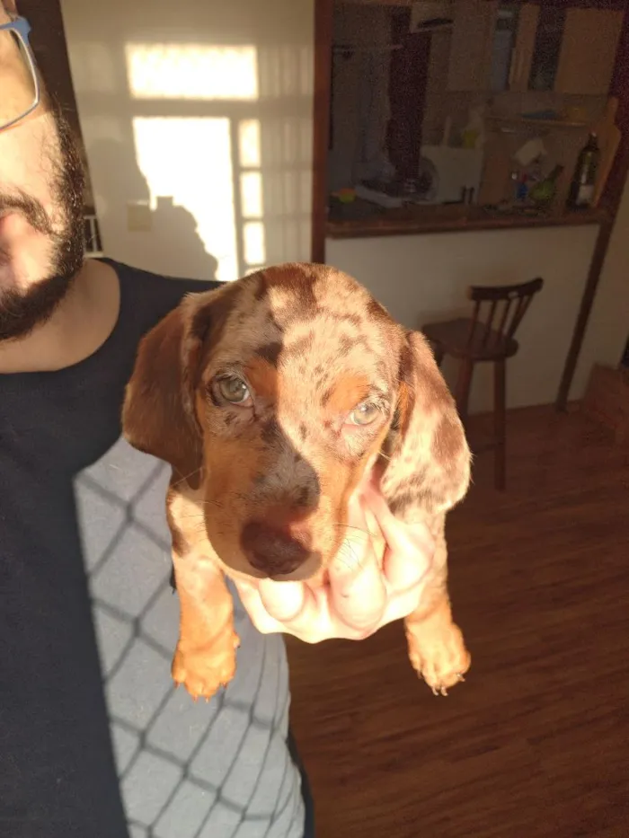 Cachorro raça Basset-Cofap idade 2 a 6 meses nome José Longo