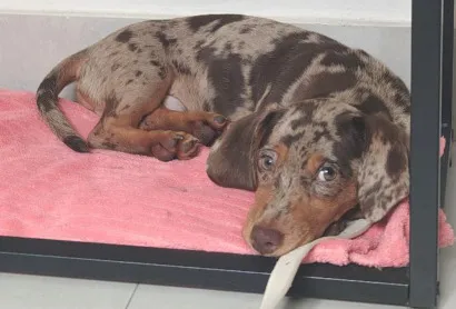 Cachorro raça Basset-Cofap idade 2 a 6 meses nome José Longo