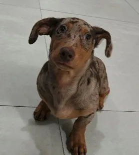 Cachorro raça Basset-Cofap idade 2 a 6 meses nome José Longo