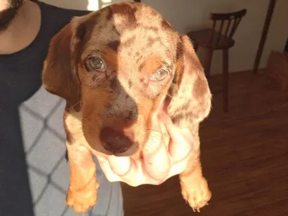 Cachorro raça Basset-Cofap idade 2 a 6 meses nome José Longo