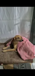 Celeste