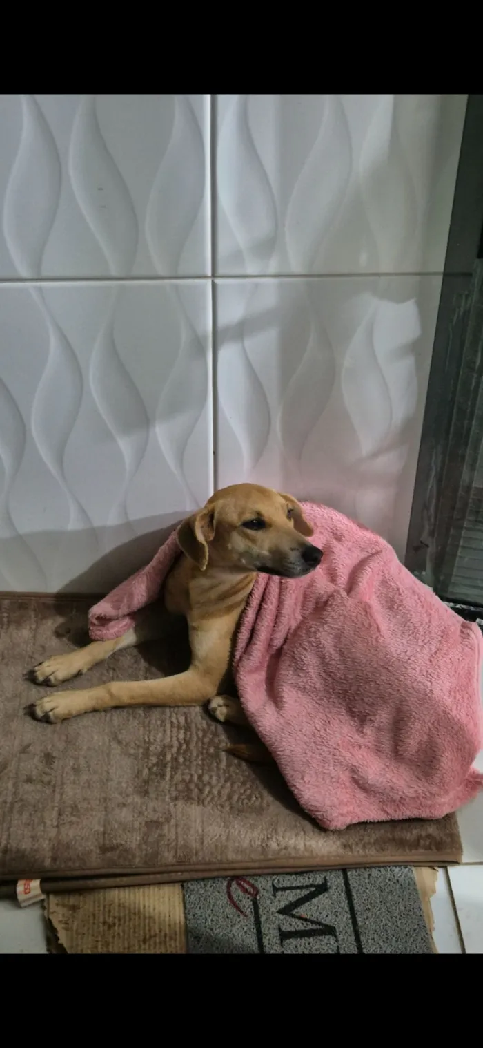 Cachorro raça SRD-ViraLata idade 7 a 11 meses nome Celeste