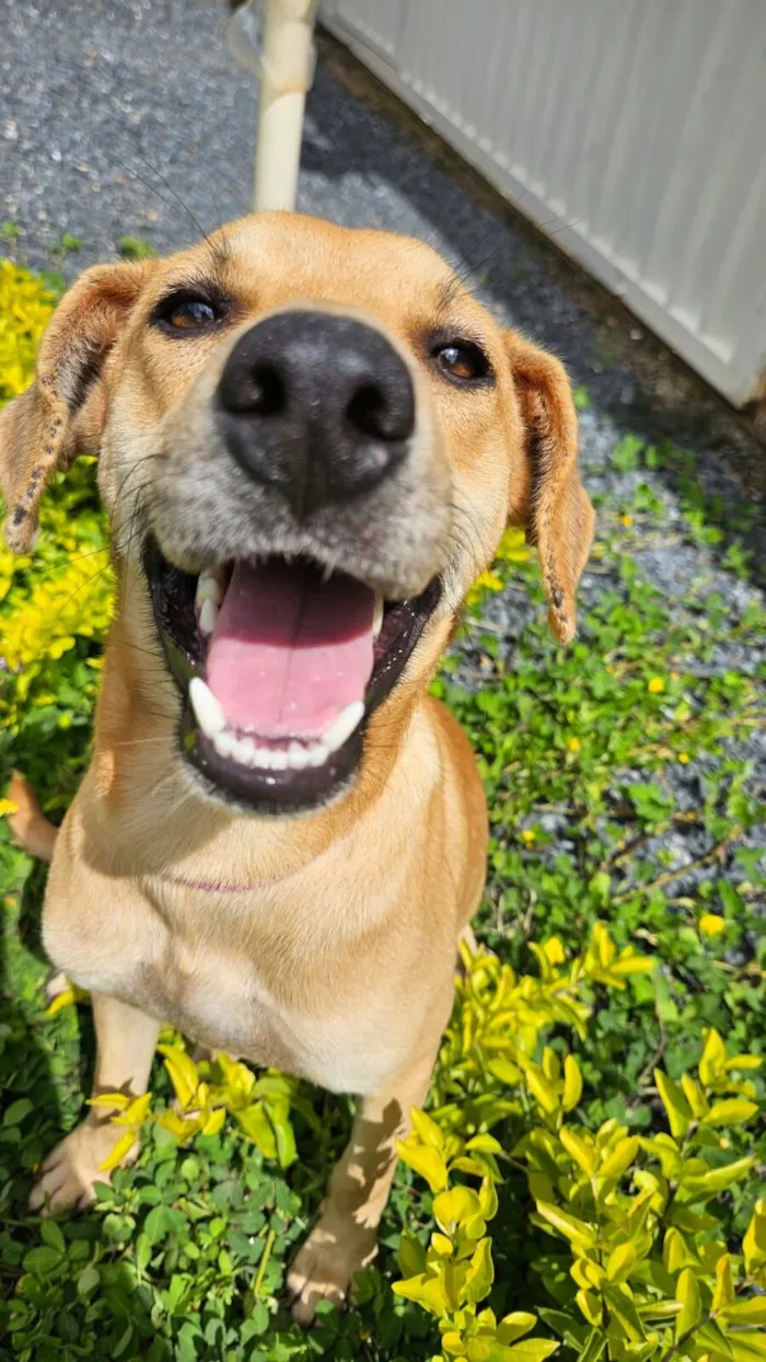 Cachorro raça SRD-ViraLata idade 7 a 11 meses nome Celeste