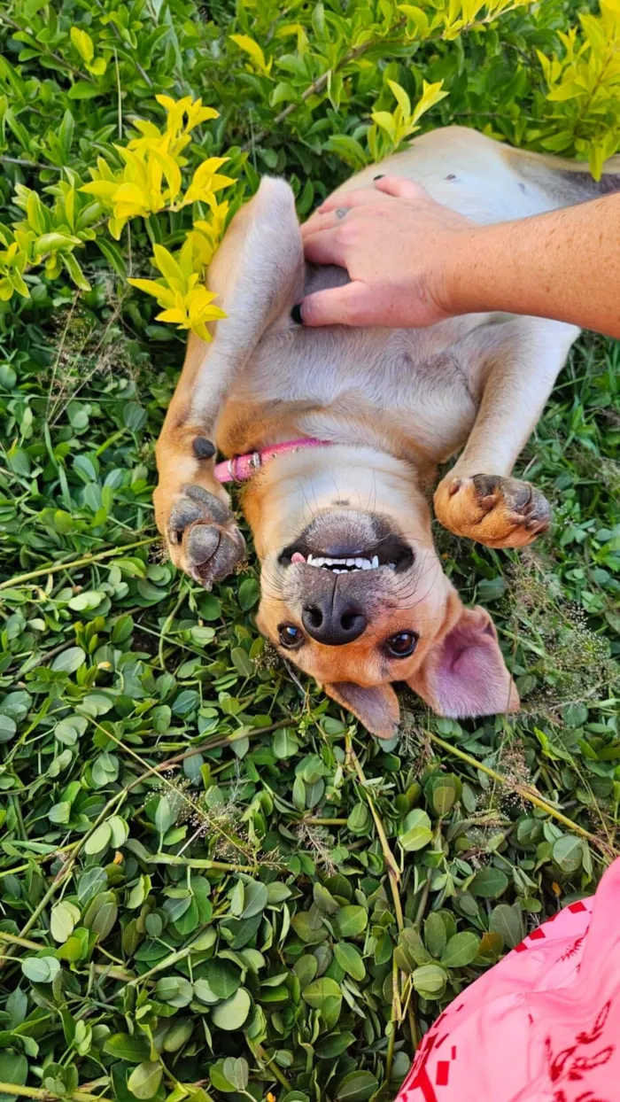 Cachorro raça SRD-ViraLata idade 7 a 11 meses nome Celeste