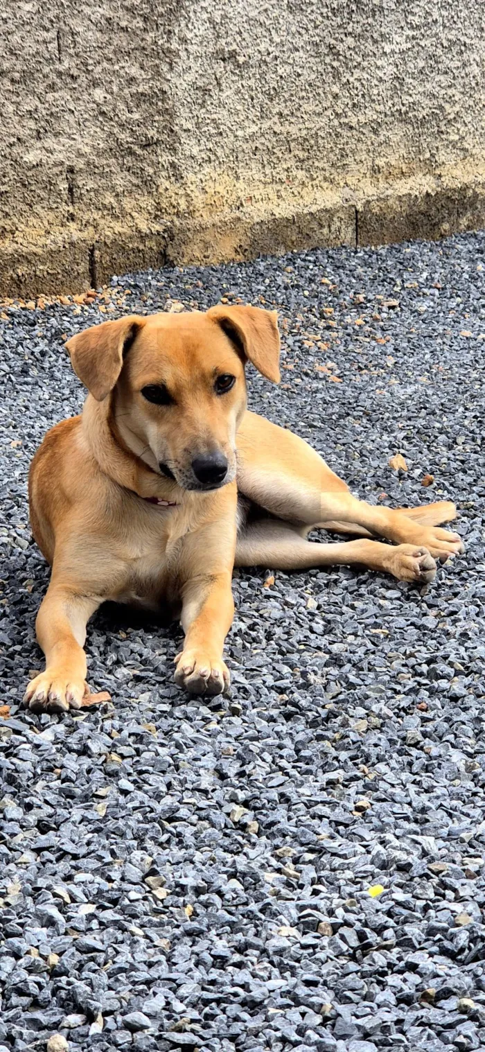 Cachorro raça SRD-ViraLata idade 7 a 11 meses nome Celeste