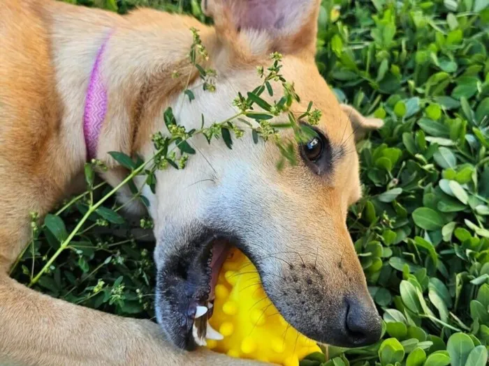 Cachorro raça SRD-ViraLata idade 7 a 11 meses nome Celeste
