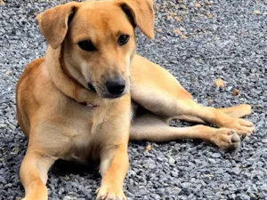 Cachorro raça SRD-ViraLata idade 7 a 11 meses nome Celeste
