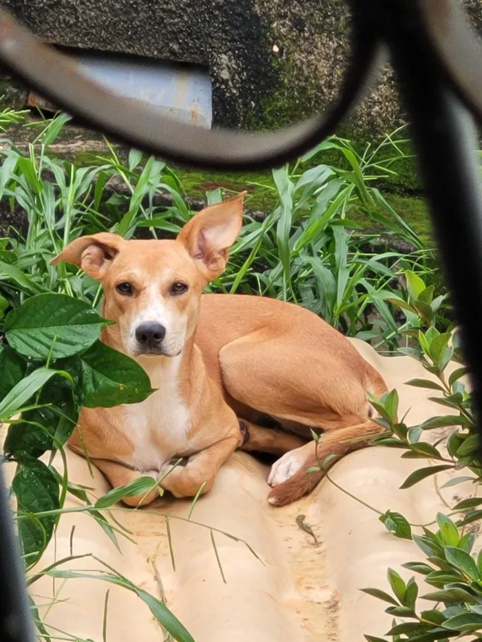 Cachorro raça SRD-ViraLata idade 7 a 11 meses nome Catarina