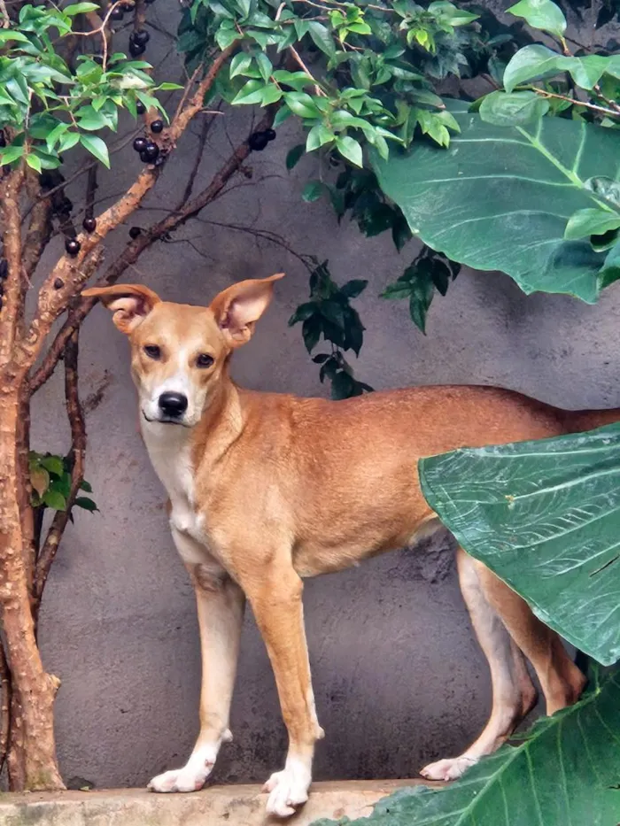 Cachorro raça SRD-ViraLata idade 7 a 11 meses nome Catarina