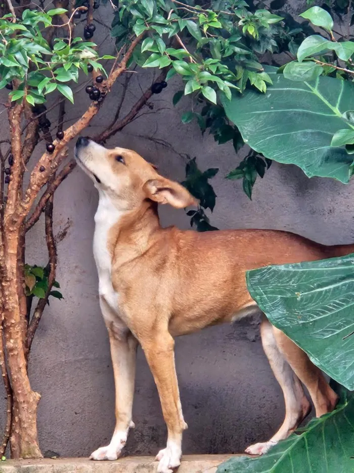 Cachorro raça SRD-ViraLata idade 7 a 11 meses nome Catarina
