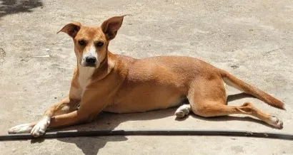Cachorro raça SRD-ViraLata idade 7 a 11 meses nome Catarina